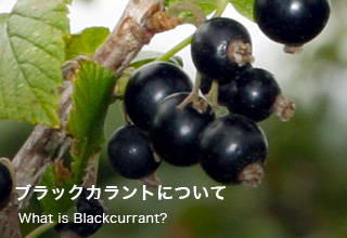 クレーム ド カシスは ブラックカラントの素晴らしい風味と色を楽しめる世界中で愛されるリキュール マンスリーコラム 日本ブラックカラント協会